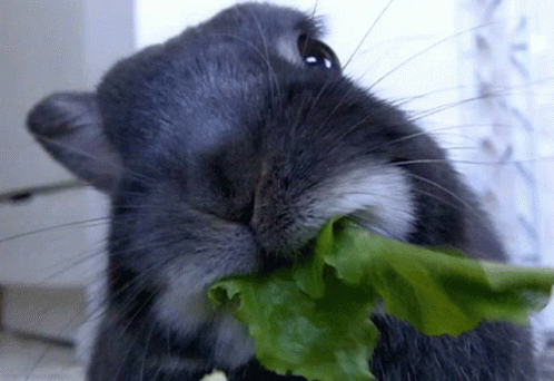 Rabbit GIF
