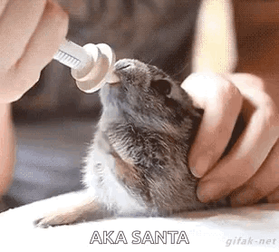 Rabbit Milk GIF