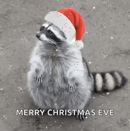 Raccoon Animal GIF
