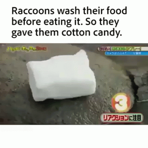 Raccoon Cotton Candy GIF