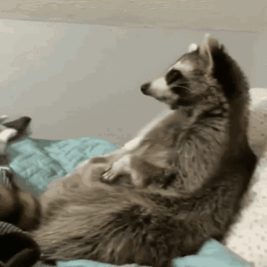 Raccoon Handshake GIF