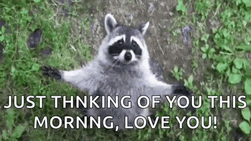Raccoon Hug GIF