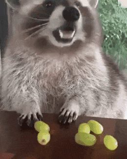 Raccoon Mine GIF