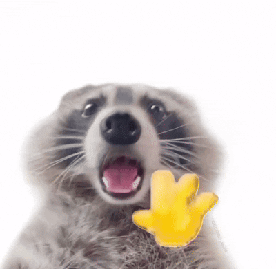 Raccoon Raccoon Funny GIF