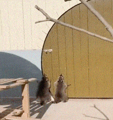 Raccoon Raccoons GIF