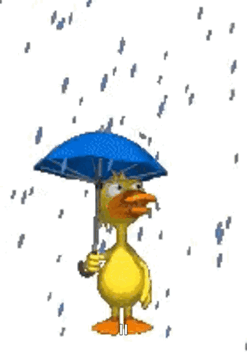 Raining Cats GIF