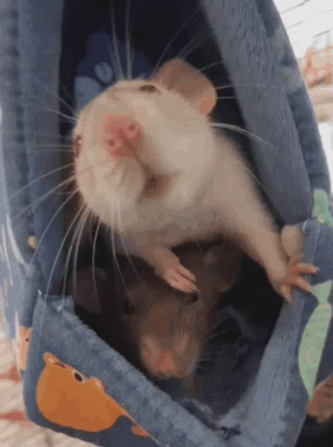 Rat Boop GIF