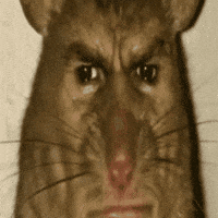 Rat Disgusted Rat GIF