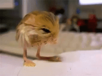 Rat Falling GIF