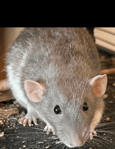 Rat Gross Rat GIF