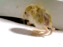 Rat Jumping GIF