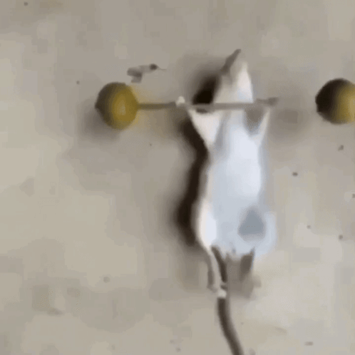 Rat Rat Lift GIF