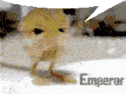 Rat Rat Meme Sticker