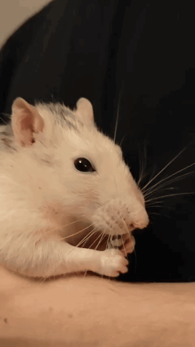 Rat Rats GIF