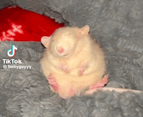 Rat Rats GIF