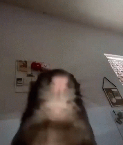 Rat Rodent GIF