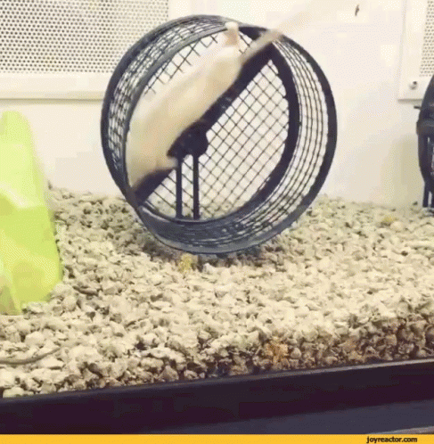 Rat Wheel GIF