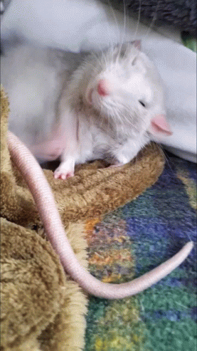 Rat Yawn GIF