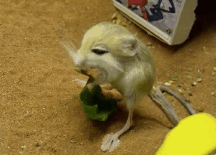 Rato Comengo Folha GIF