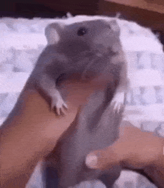 Rato GIF