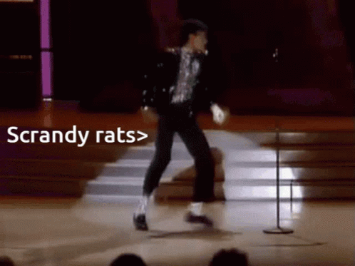 Rats GIF