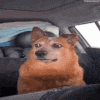 Rb GIF