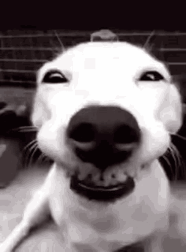 Reaction Meme Silly GIF