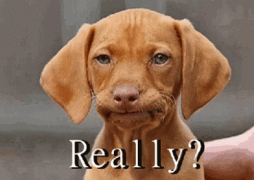 Really Dog GIF