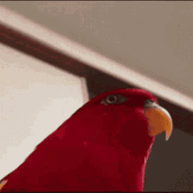 Red Birb GIF