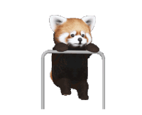 Red Panda Exercise Sticker