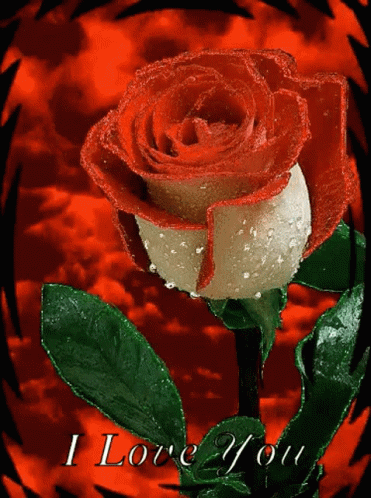 Red Rose Love GIF