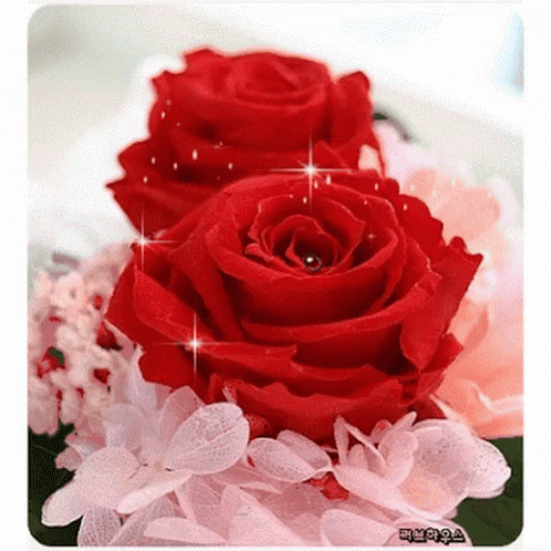 Red Rose GIF