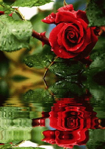 Red Rose Water GIF