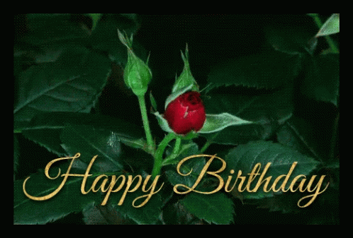 Red Roses Blooming GIF