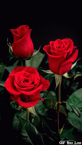 Red Roses Flowers GIF
