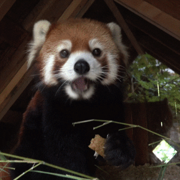 Redpandastri Thereal23b GIF