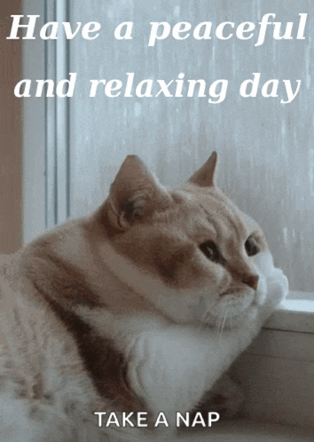 Relaxing Day Cute Cat GIF