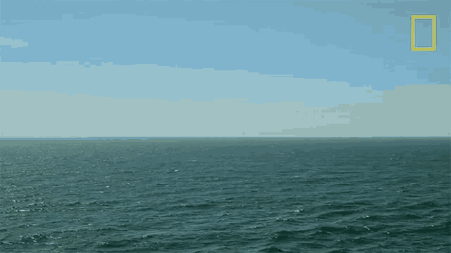 Relaxing View When Sharks Attack GIF
