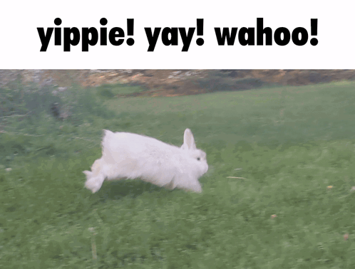 Ren Rabbit Bunny GIF