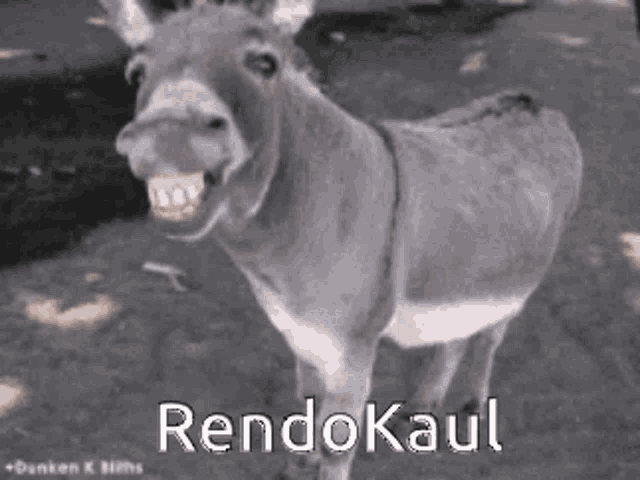 Rendo GIF