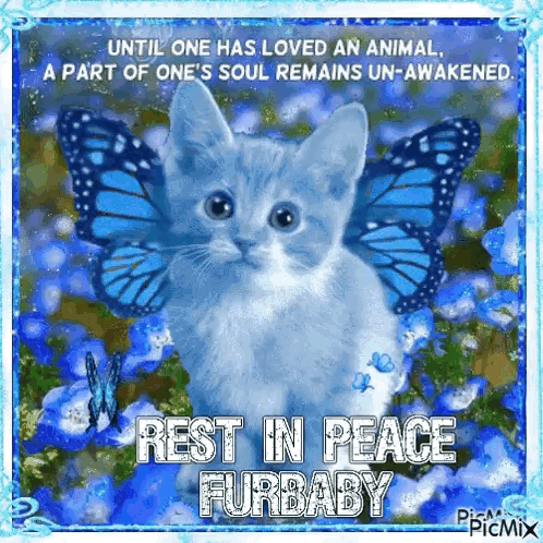Rest In Peace Message Fur Baby Condolences GIF