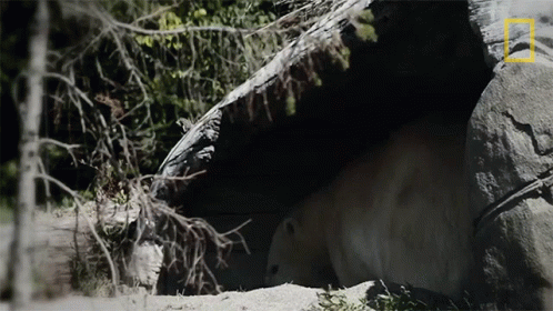 Resting Secrets Of The Zoo GIF