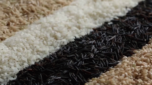 Ricewednesday Rice Wendsay GIF
