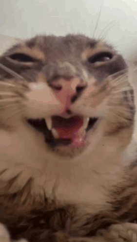 Rigby Cat Rigby The Cat GIF