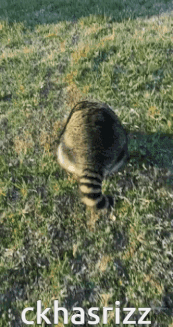 Rizz Ck GIF