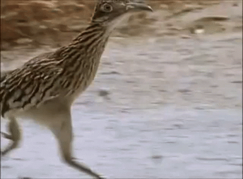 Road Runner Fast GIF