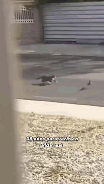 Road Runner GIF