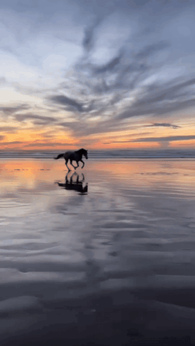 Rod Wave Horse Horse Rod Wave GIF