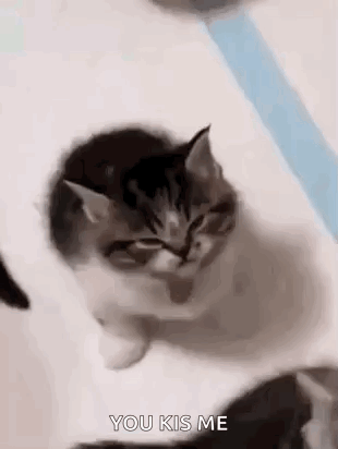 Roflandz Mad Kitten GIF