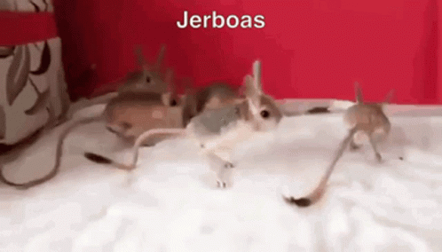 Roingus Jerboa GIF